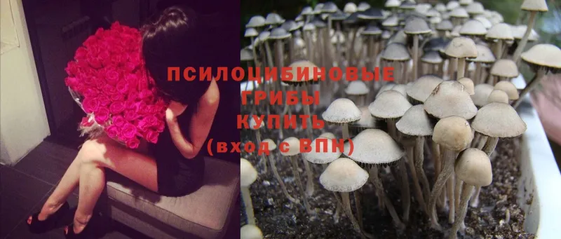 купить наркоту  мега как войти  Псилоцибиновые грибы Cubensis  Покров 